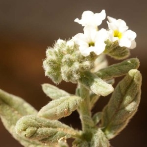 Heliotropium ramosissimum Sieber ex DC.