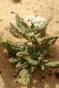 Liliane Roubaudi, le 11 avril 2009 (Fuerteventura-îles Canaries)