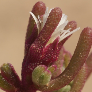 Mesembryanthemum nodiflorum L. (Ficoïde à fleurs nodales)