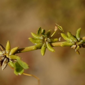 Trigonella stellata Forssk.