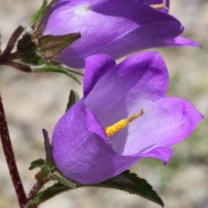  - Campanula medium L.