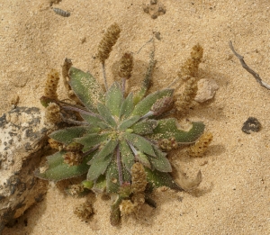 Liliane Roubaudi, le 12 avril 2009 (Lanzarote -îles Canaries)