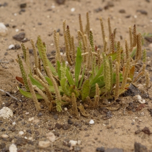 Plantago aschersonii Bolle