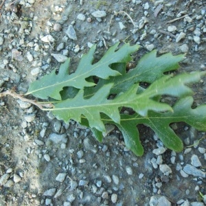  - Quercus cerris L. [1753]