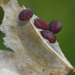 Photographie n°195728 du taxon Thlaspi arvense L. [1753]