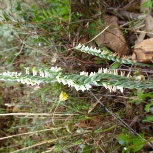 Photographie n°195736 du taxon Spiranthes spiralis (L.) Chevall. [1827]