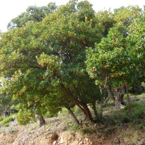 Photographie n°195743 du taxon Arbutus unedo L. [1753]