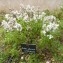  Claire Rigoulat - Salvia farinacea Benth. [1834]