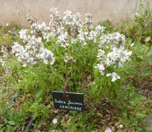 Claire Rigoulat, le  3 juillet 2013 (Balaruc-les-Bains (jardin antique méditerranéeen))