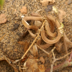 Photographie n°195750 du taxon Astragalus hamosus L. [1753]