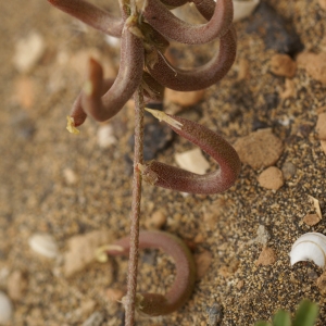 Photographie n°195752 du taxon Astragalus hamosus L. [1753]