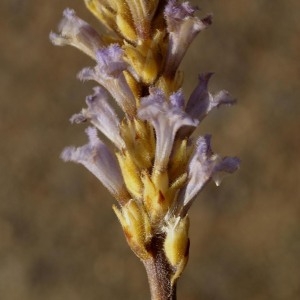  - Orobanche ramosa subsp. mutelii (F.W.Schultz) Cout. [1913]