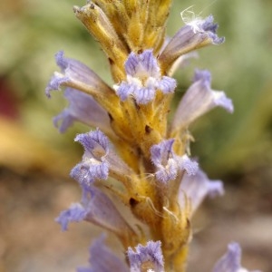  - Orobanche ramosa subsp. mutelii (F.W.Schultz) Cout. [1913]