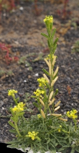 Liliane Roubaudi, le 12 avril 2009 (Lanzarote-îles Canaries)