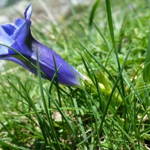 Photographie n°195811 du taxon Gentiana acaulis L. [1753]