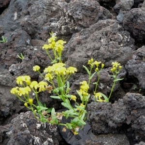 Senecio bollei Sunding & G.Kunkel