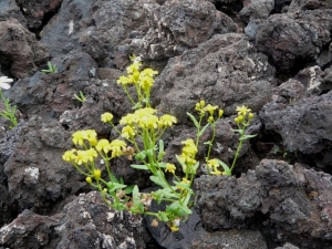 Liliane Roubaudi, le 12 avril 2009 (Lanzarote-îles Canaries)