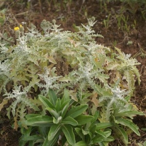 Andryala glandulosa Lam.