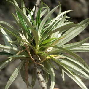 Carlina salicifolia Cav.