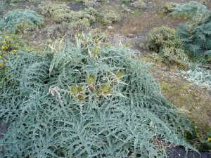 Liliane Roubaudi, le 12 avril 2009 (Lanzarote-îles Canaries (flan Sud Est de la montagne Penas del Chache))