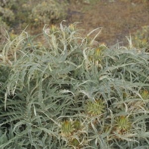 Cynara cardunculus subsp. cardunculus var. ferocissima Lowe