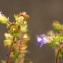  Liliane Roubaudi - Campanula erinus L.