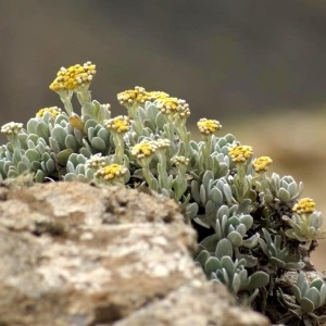 Helichrysum gossypinum Sch.Bip.