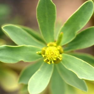 Photographie n°195901 du taxon Euphorbia balsamifera W.T.Aiton [1789]