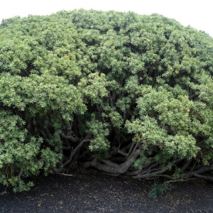 Euphorbia balsamifera W.T.Aiton