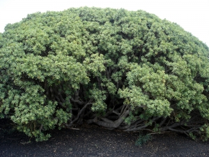 Liliane Roubaudi, le 13 avril 2009 (Lanzarote-îles canaries (à la base du volcan de Tahiche))