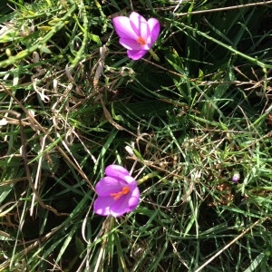  - Colchicum multiflorum Brot. [1804]