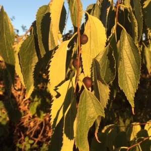 Photographie n°195957 du taxon Celtis australis L. [1753]