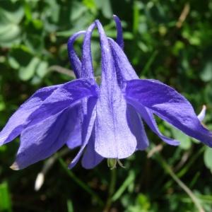 Aquilegia pyrenaica DC. subsp. pyrenaica (Ancolie des Pyrénées)