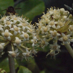Fatsia japonica (Thunb.) Decne. & Planch. (Aralie d'intérieur)