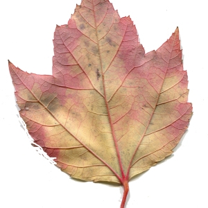 Photographie n°196015 du taxon Acer rubrum L. [1753]