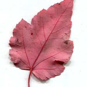 Photographie n°196017 du taxon Acer rubrum L. [1753]