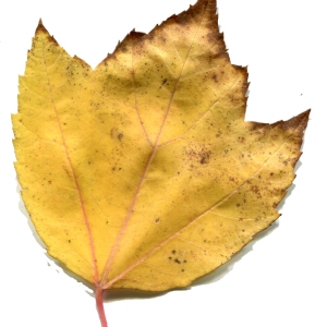 Photographie n°196018 du taxon Acer rubrum L. [1753]