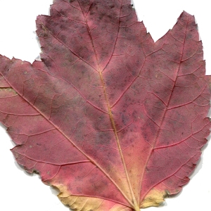 Photographie n°196021 du taxon Acer rubrum L. [1753]