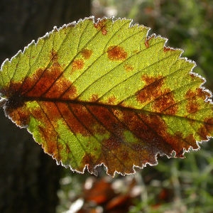  - Ulmus minor Mill. [1768]