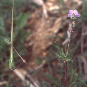 Photographie n°196053 du taxon Erodium botrys (Cav.) Bertol. [1817]