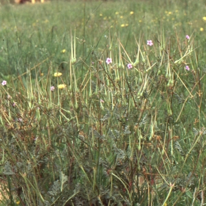 Photographie n°196055 du taxon Erodium botrys (Cav.) Bertol. [1817]