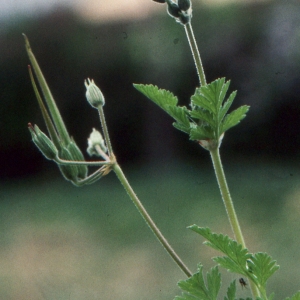  - Erodium gruinum (L.) L'Hér. [1789]