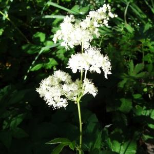 Photographie n°196067 du taxon Filipendula ulmaria var. ulmaria