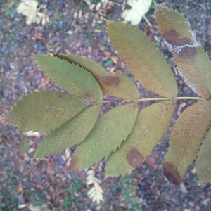 Photographie n°196074 du taxon Sorbus domestica L. [1753]