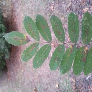 Photographie n°196075 du taxon Sorbus domestica L. [1753]