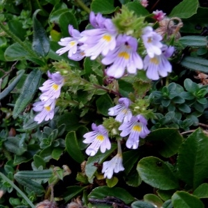 Photographie n°196130 du taxon Euphrasia alpina Lam. [1786]