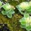  Alain Bigou - Teucrium pyrenaicum subsp. pyrenaicum