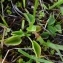  Alain Bigou - Parnassia palustris L.