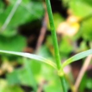 Photographie n°196146 du taxon Dianthus hyssopifolius L.