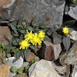 Photographie n°196158 du taxon Crepis pygmaea L. [1753]